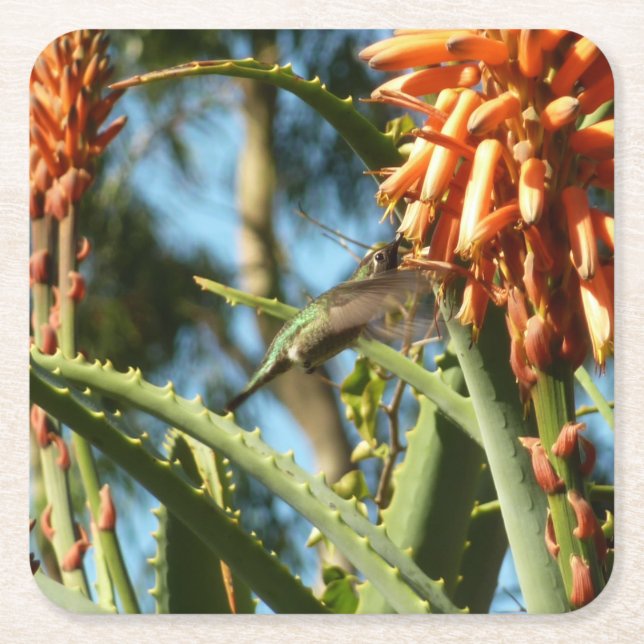 Black-Chinned Hummingbird in Flight Square Paper Coaster (Front)