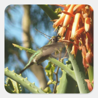 Black-Chinned Hummingbird in Flight Square Sticker