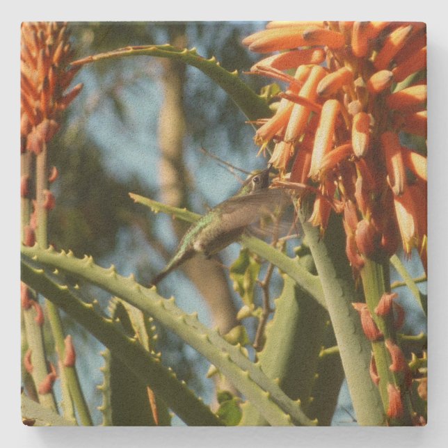 Black-Chinned Hummingbird in Flight Stone Coaster (Front)