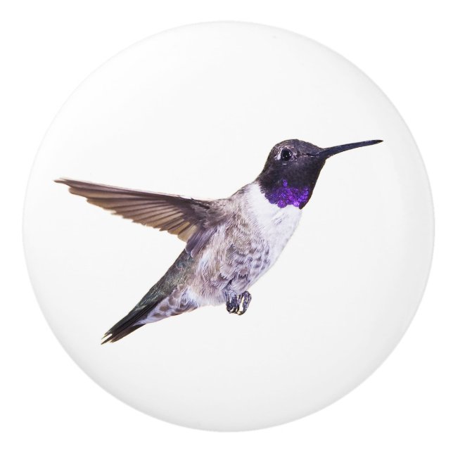 Black-chinned Hummingbird knob (Front)