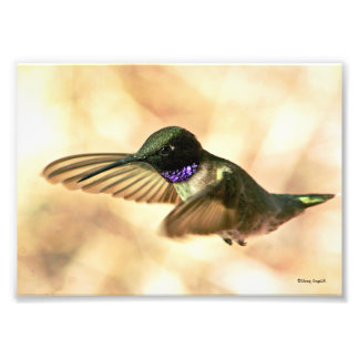 Black-chinned Hummingbird Photo Print
