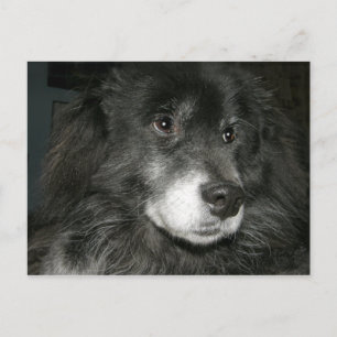 Black Chow Chow Mix Photo Postcard