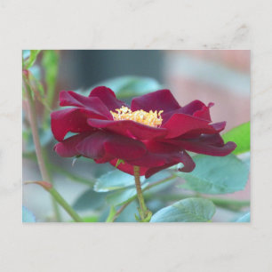 Black Cluster rose Postcard