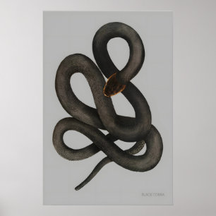 Black Cobra A3 A4 Fine Art Print. Vintage Natural Poster