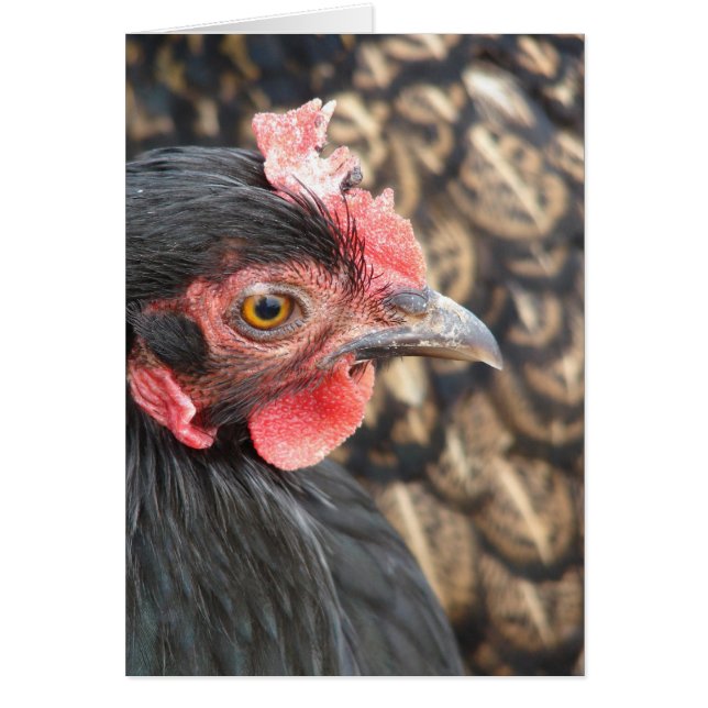 Black Cochin Hen (Front)