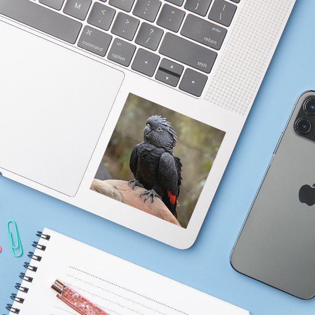 Black Cockatoo (Laptop w/ iPhone)