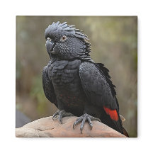 Black Cockatoo