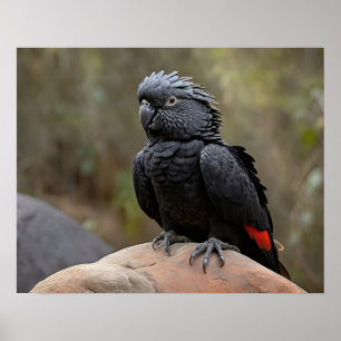 Black Cockatoo Poster