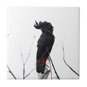 BLACK COCKATOO QUEENSLAND AUSTRALIA TILE