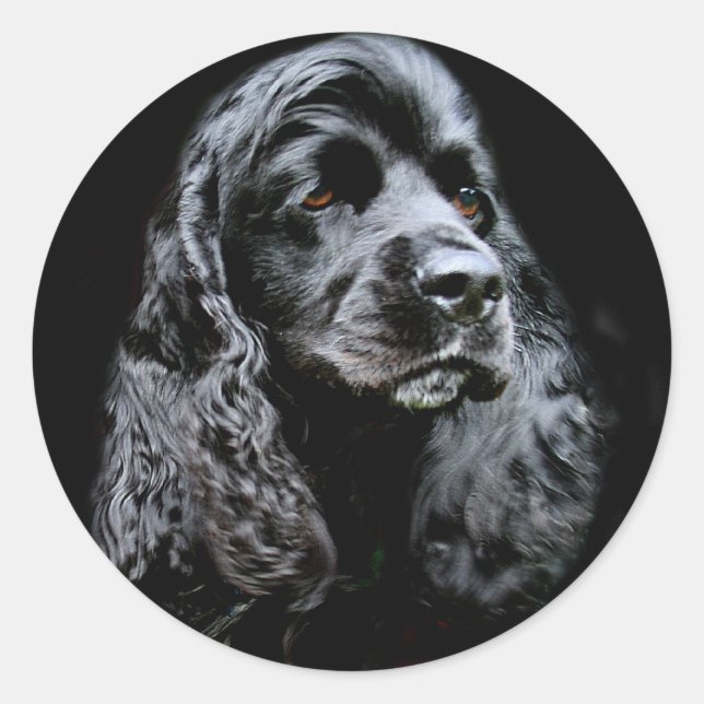 Black Cocker Spaniel Classic Round Sticker (Front)