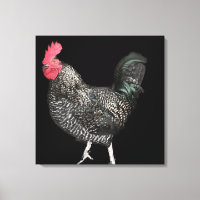 Black Cockerel No 4