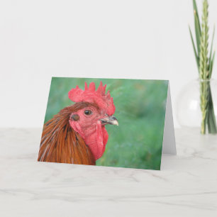 Black Copper Maran Rooster Card