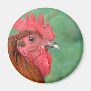 Black Copper Maran Rooster Magnet