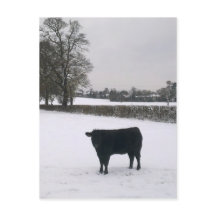 Black Cow in Snow Postcard