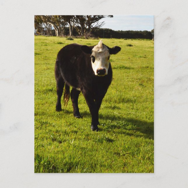 Black Cow With White Face And Mohawk, Postcard (Front)