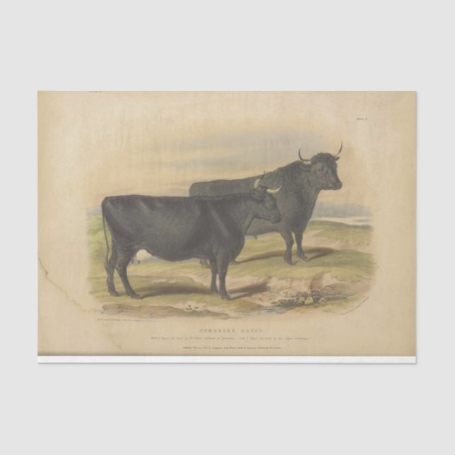Black Cows Ephemera Decoupage Vintage Farm Tissue Paper (Front)