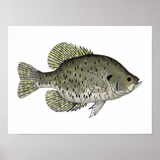 Black Crappie Poster (Front)