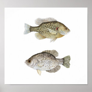 Black Crappie & Redear Sunfish Poster