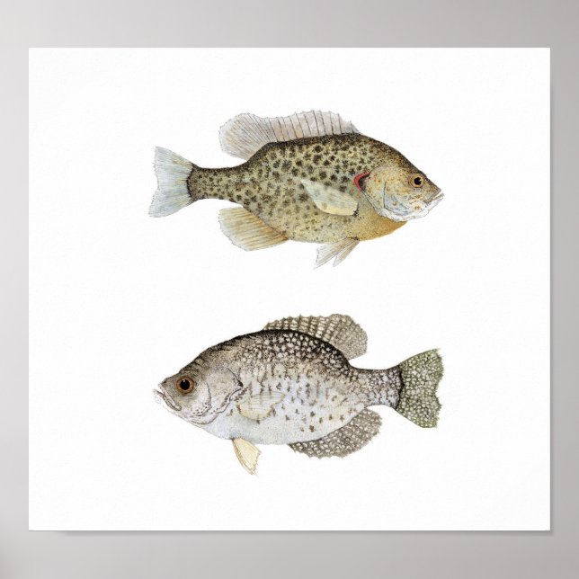 Black Crappie & Redear Sunfish Poster (Front)