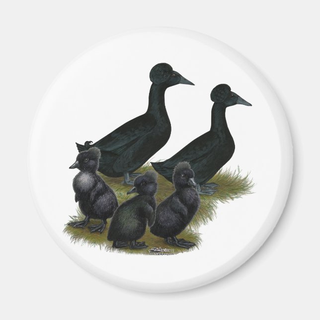 Black Crested Duck Family Magnet (Front)