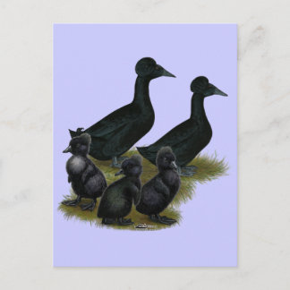 Black Crested Duck Family Postcard