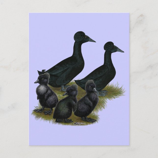 Black Crested Duck Family Postcard (Front)