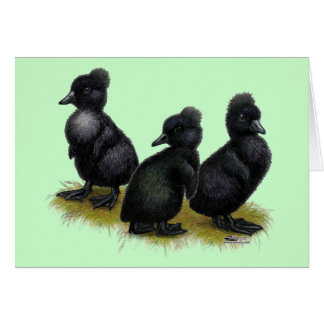 Black Crested Ducklings