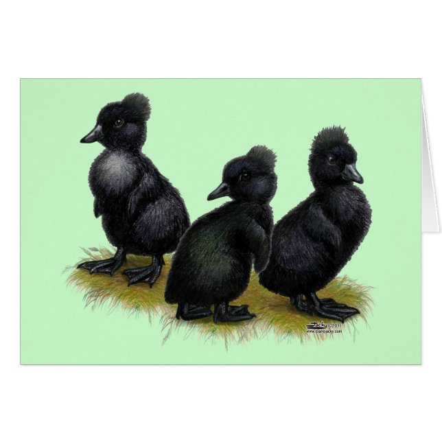 Black Crested Ducklings (Front Horizontal)