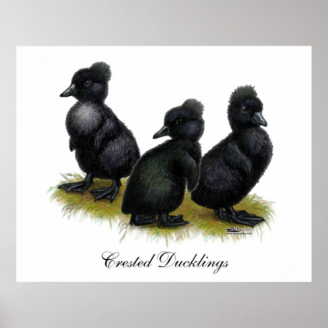 Black Crested Ducklings Poster (Front)