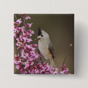 Black-crested Titmouse, Baeolophus 15 Cm Square Badge