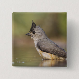 Black-crested Titmouse, Baeolophus 15 Cm Square Badge