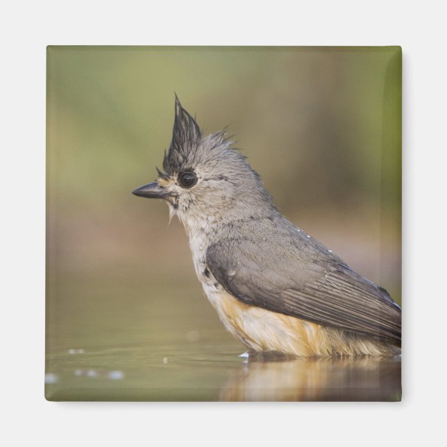 Black-crested Titmouse, Baeolophus Magnet (Front)