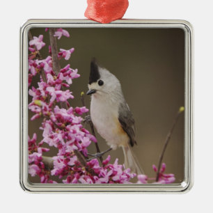 Black-crested Titmouse, Baeolophus Metal Tree Decoration