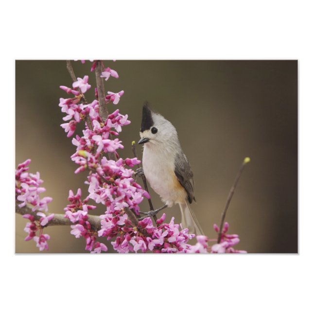 Black-crested Titmouse, Baeolophus Photo Print (Front)
