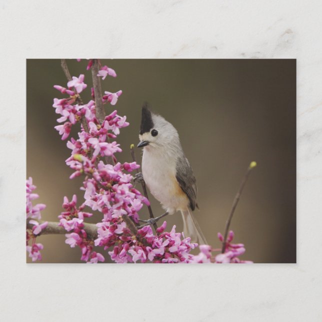 Black-crested Titmouse, Baeolophus Postcard (Front)