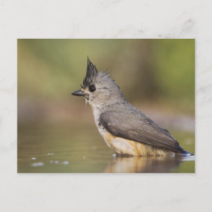 Black-crested Titmouse, Baeolophus Postcard