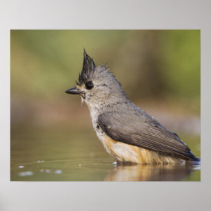 Black-crested Titmouse, Baeolophus Poster
