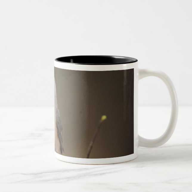 Black-crested Titmouse, Baeolophus Two-Tone Coffee Mug (Right)