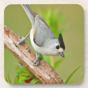 Black-Crested Titmouse Coaster