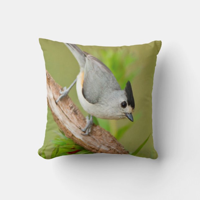 Black-Crested Titmouse Cushion (Front)
