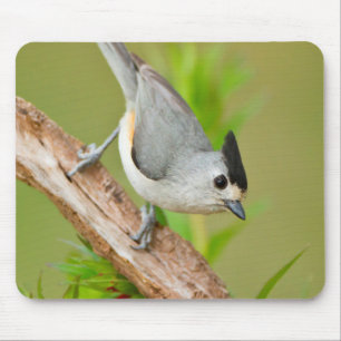 Black-Crested Titmouse Mouse Pad