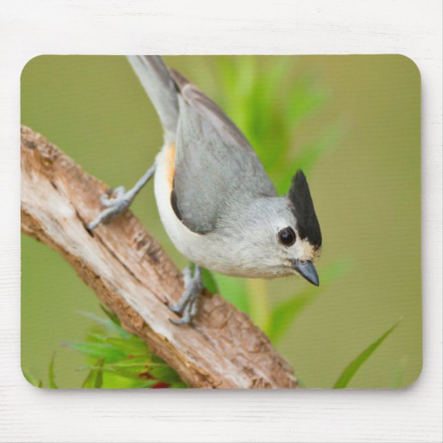 Black-Crested Titmouse Mouse Pad (Front)
