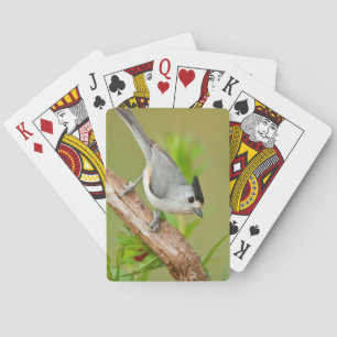 Black-Crested Titmouse Playing Cards