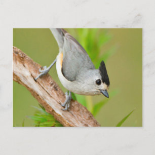 Black-Crested Titmouse Postcard