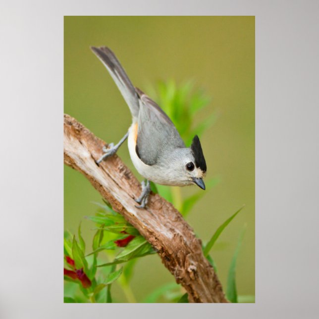 Black-Crested Titmouse Poster (Front)