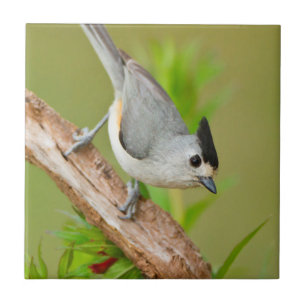 Black-Crested Titmouse Tile