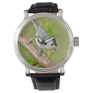 Black-Crested Titmouse Watch