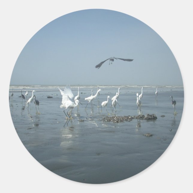 Black Crow and White Cranes: A Contrast in Nature Classic Round Sticker (Front)