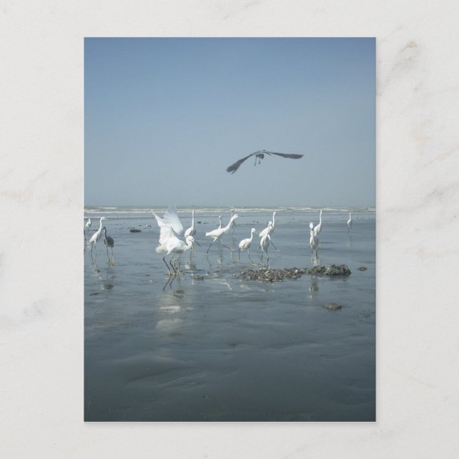 Black Crow and White Cranes: A Contrast in Nature Postcard (Front)