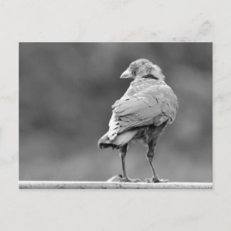 Black Crow Postcard